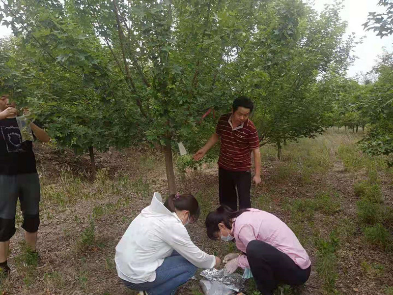与山东农科院合作研究元宝枫良种选育及繁育项目